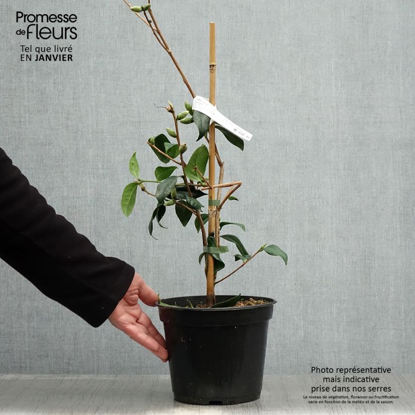 Camellia&#x20;williamsii&#x20;Tulip&#x20;Time&#x20;4L&#x2F;5L&#x20;pot&#x20;sample&#x20;as&#x20;delivered&#x20;in&#x20;winter