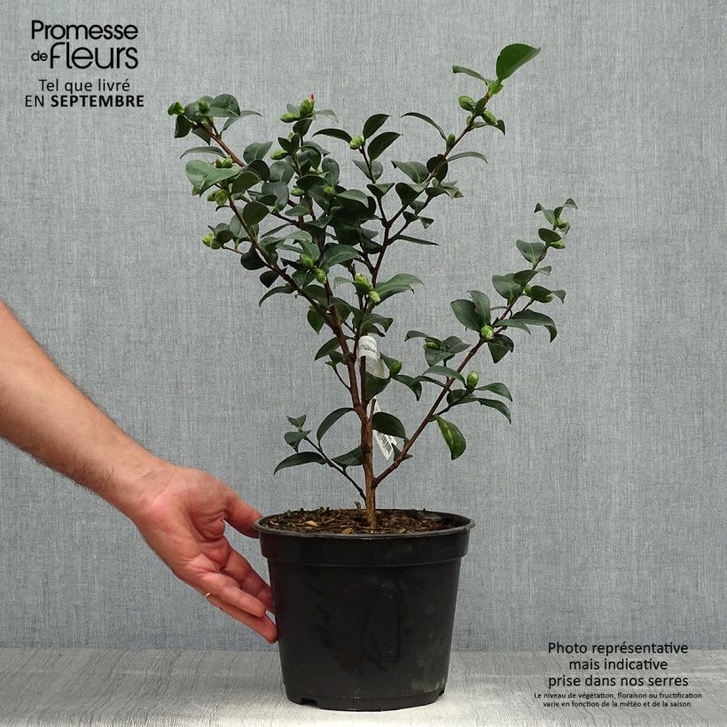 Camellia sasanqua Belinda 4L/5L pot sample as delivered in autumn