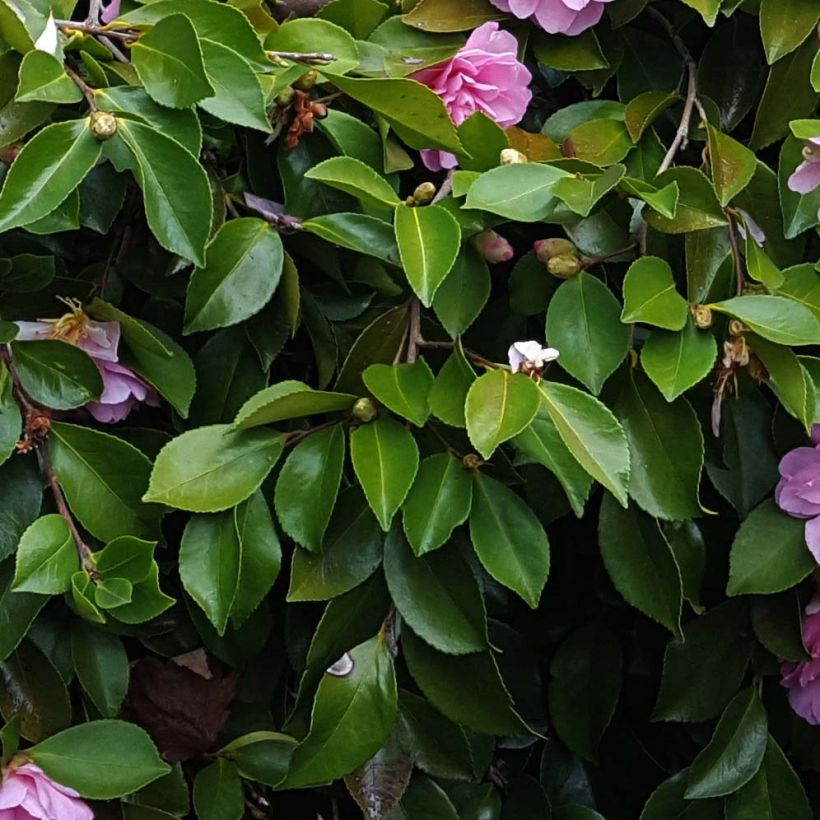Camellia sasanqua Waterfall Pink (Foliage)