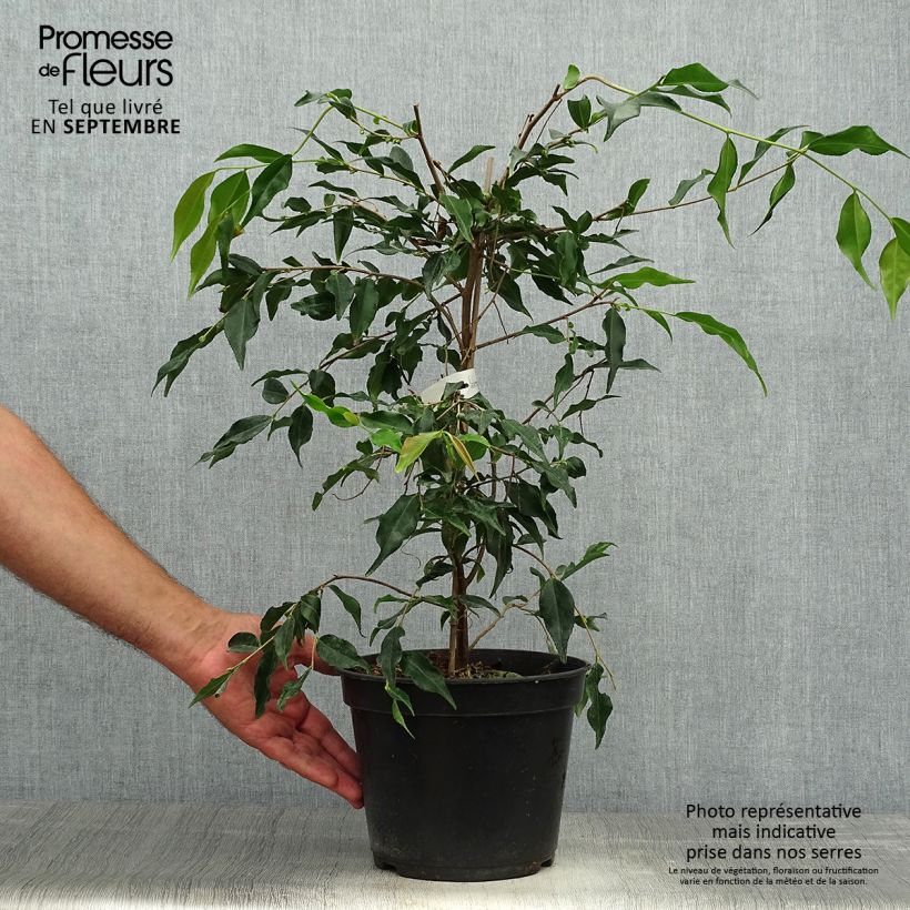 Camellia tsaii 4L/5L pot sample as delivered in autumn