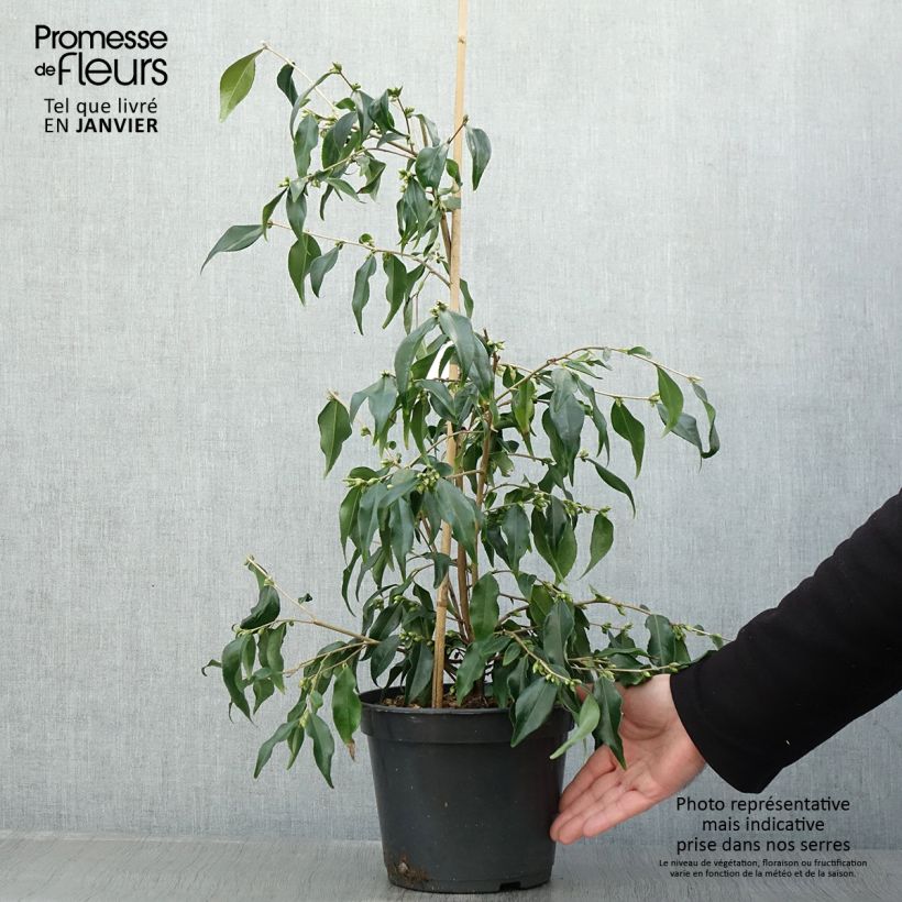 Camellia tsaii 4L/5L pot sample as delivered in winter