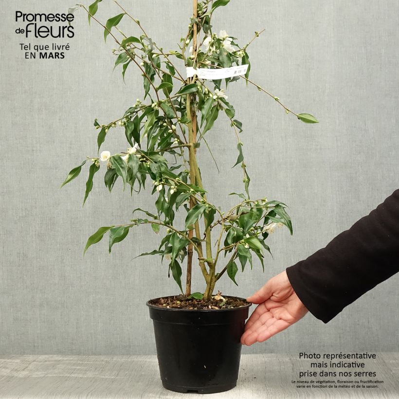 Camellia tsaii 4L/5L pot sample as delivered in spring