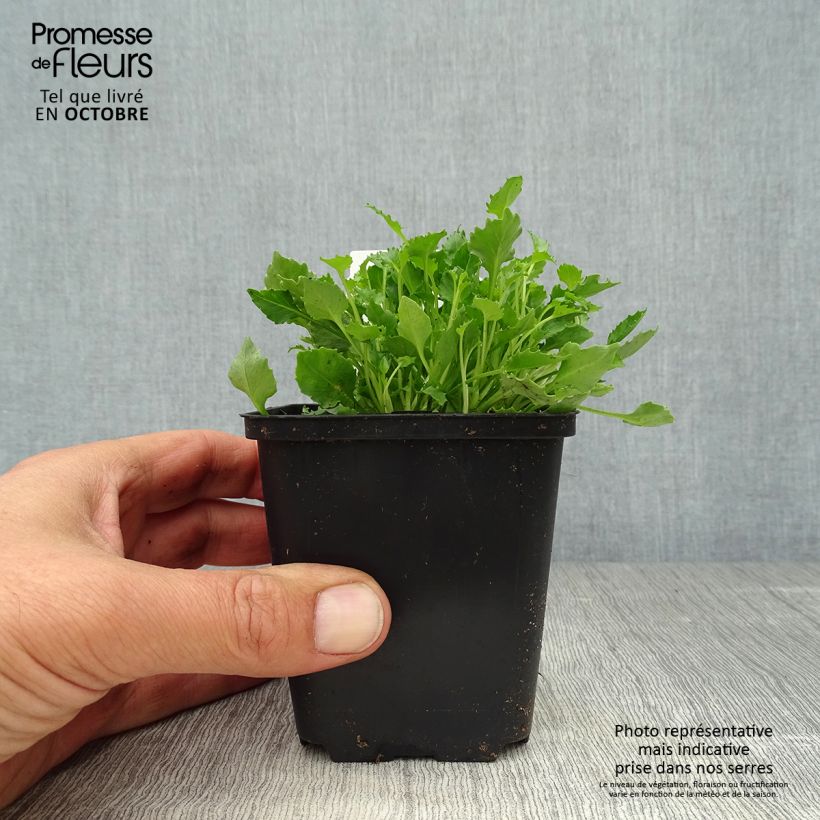 Campanula cochleariifolia Alba 8/9 cm pot sample as delivered in autumn