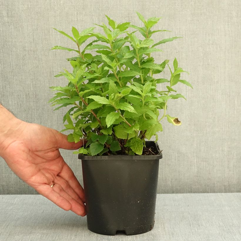Campanula lactiflora Loddon Anna 1.5L/2L pot sample as delivered in autumn
