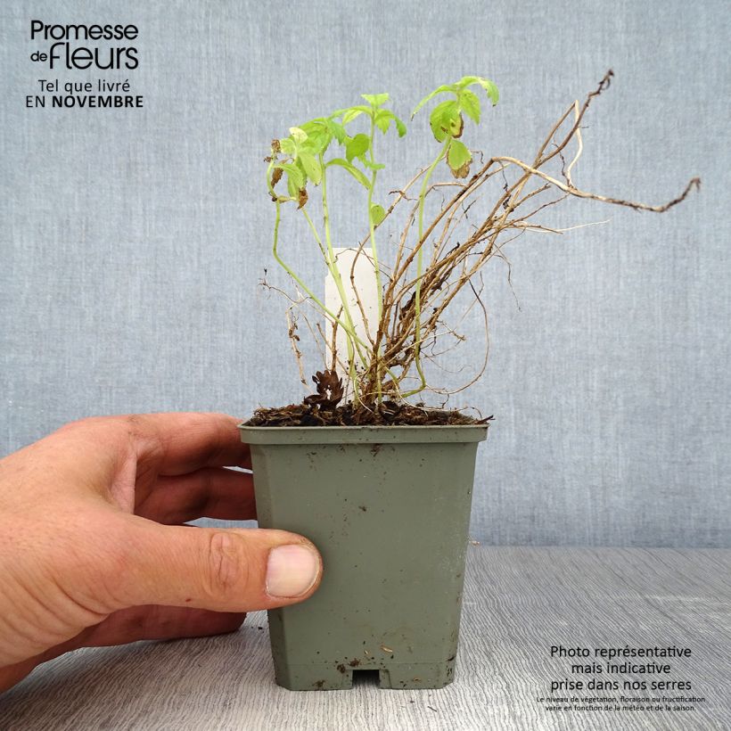 Campanula lactiflora White Pouffe 8/9 cm pot sample as delivered in autumn