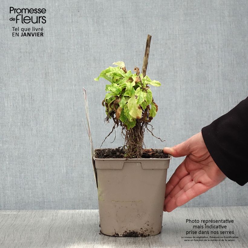 Campanula medium blue-flowered 2L/3L pot sample as delivered in winter