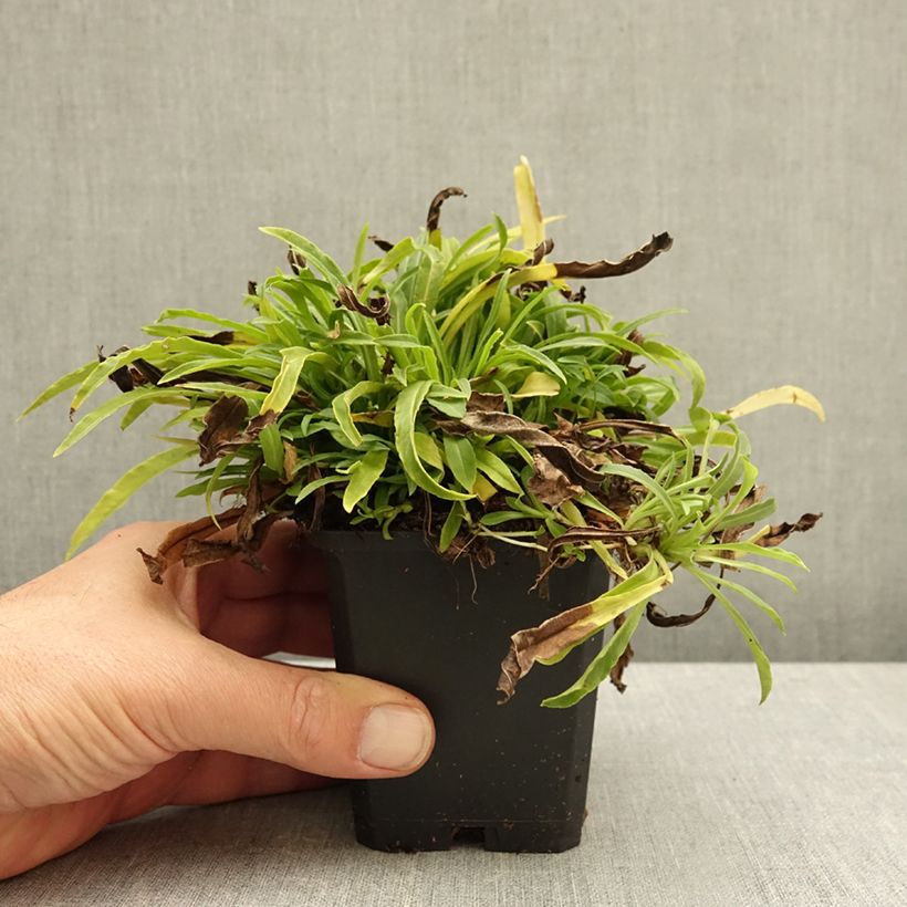 Campanula persicifolia La Bello 8/9 cm pot sample as delivered in autumn