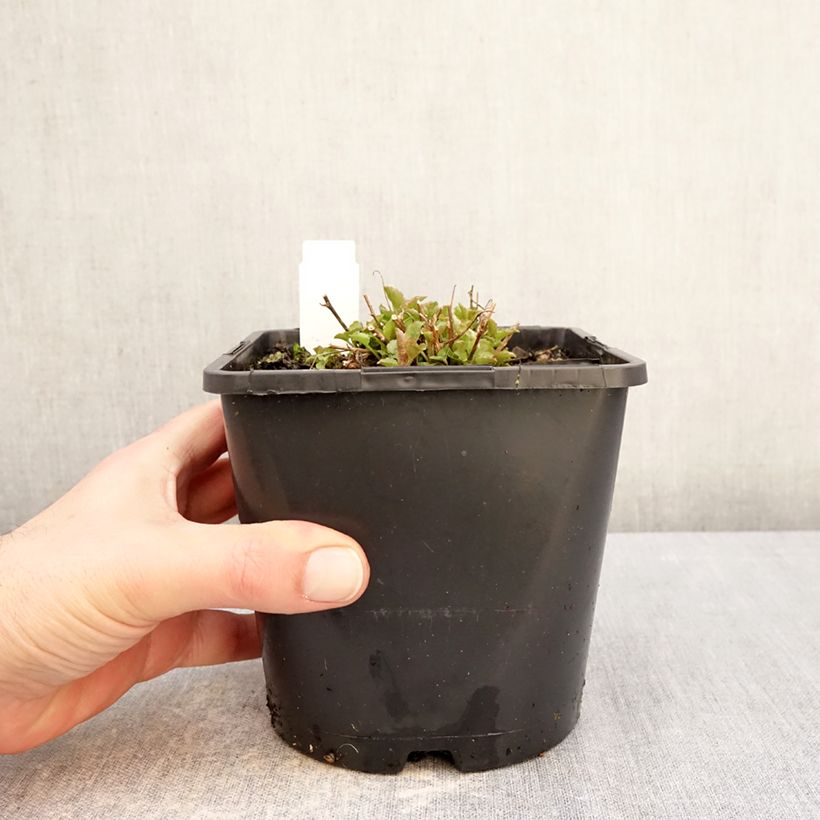 Campanula persicifolia La Bello 2L/3L pot sample as delivered in winter