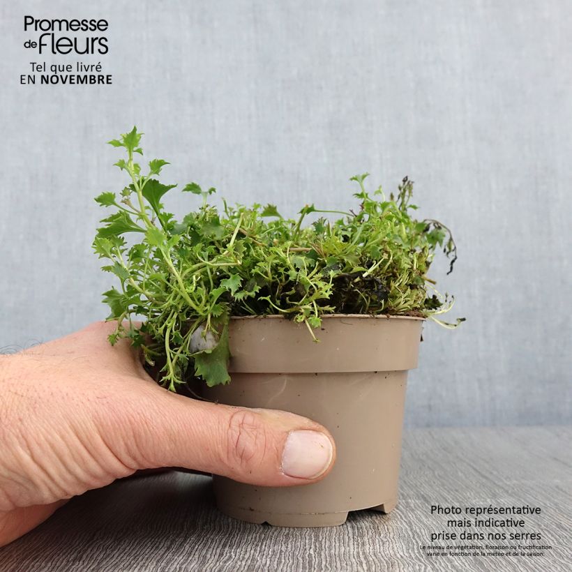 Campanula portenschlagiana Ambella Intens Purple 1L/1.5L pot sample as delivered in autumn