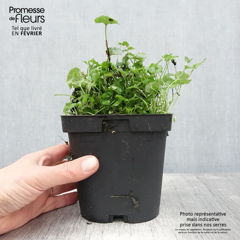 Campanula poscharskyana 2L/3L pot sample as delivered in winter