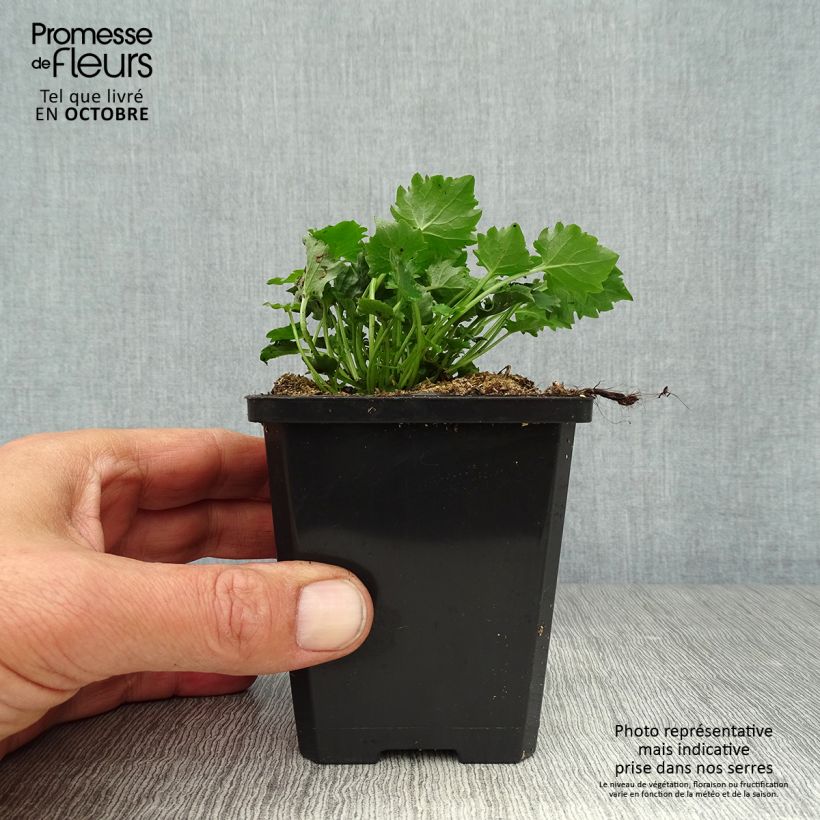 Campanula poscharskyana Stella 8/9 cm pot sample as delivered in autumn