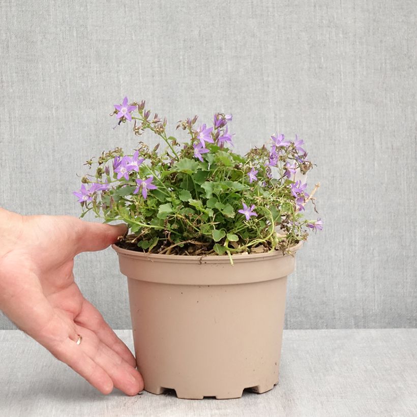 Campanula poscharskyana Stella 2L/3L pot sample as delivered in summer