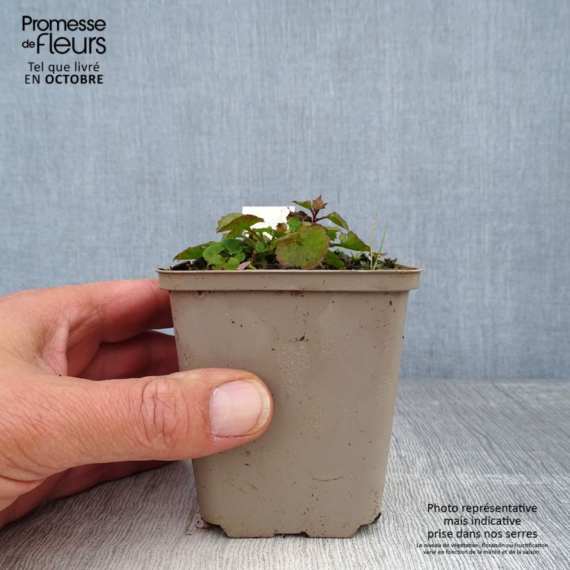 Campanula poscharskyana Trollkind 8/9 cm pot sample as delivered in autumn
