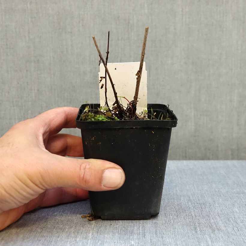 Campanula rapunculoides 8/9 cm pot sample as delivered in autumn