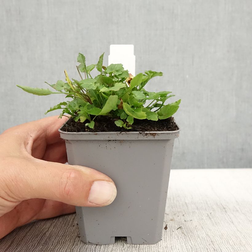 Campanula rotundifolia 8/9 cm pot sample as delivered in autumn