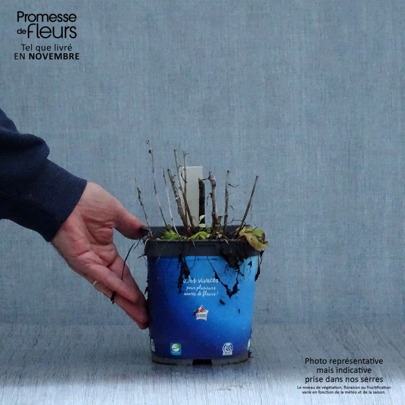Campanula glomerata Superba 2L/3L pot sample as delivered in autumn
