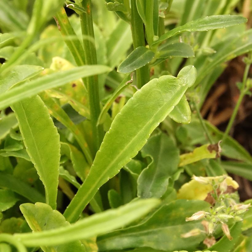 Campanula persicifolia La Bonne Amie - Peach-leaved bellflower (Foliage)