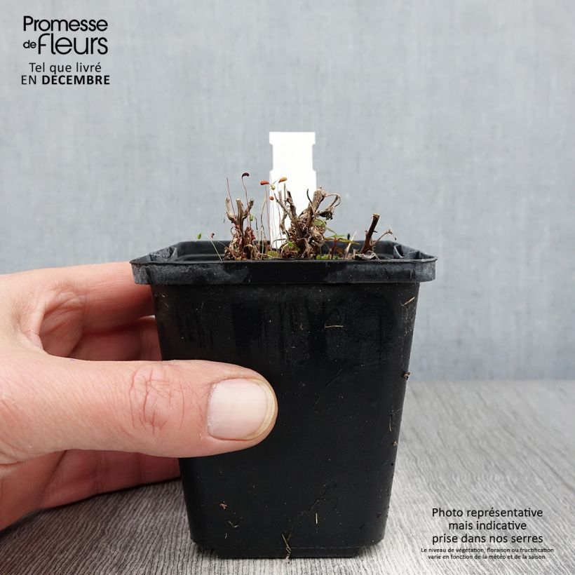 Campanula carpatica 8/9 cm pot sample as delivered in autumn