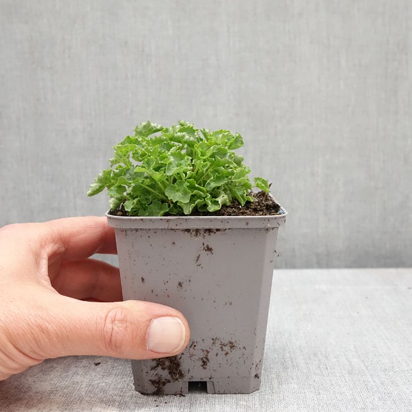 Campanula carpatica White Clips 8/9 cm pot sample as delivered in spring