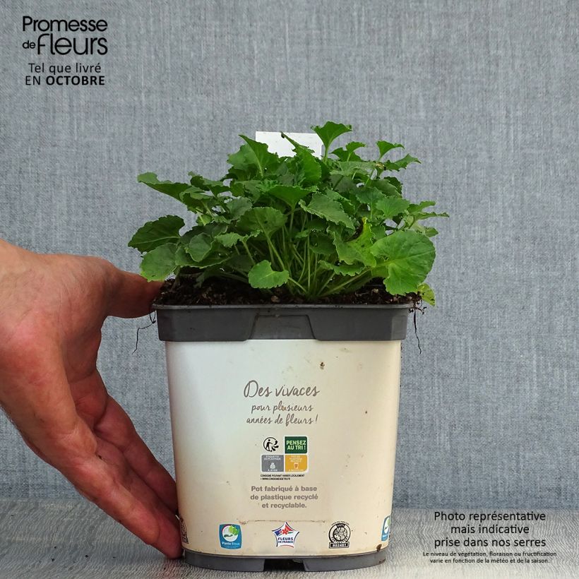 Campanula carpatica White Clips 2L/3L pot sample as delivered in autumn