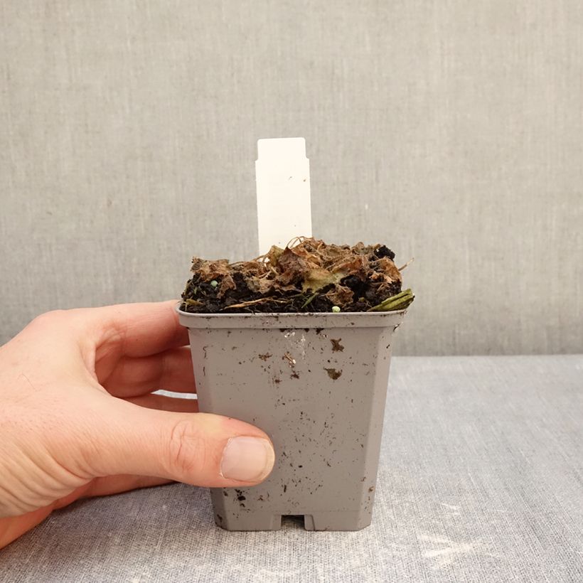 Campanula carpatica Blaue Clips 8/9 cm pot sample as delivered in winter