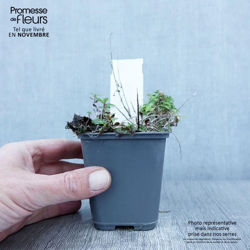 Campanula cochleariifolia Bavaria Blue 8/9 cm pot sample as delivered in autumn