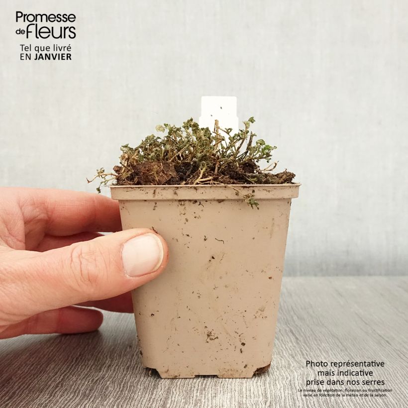 Campanula cochlearifolia Elizabeth Oliver 8/9 cm pot sample as delivered in winter