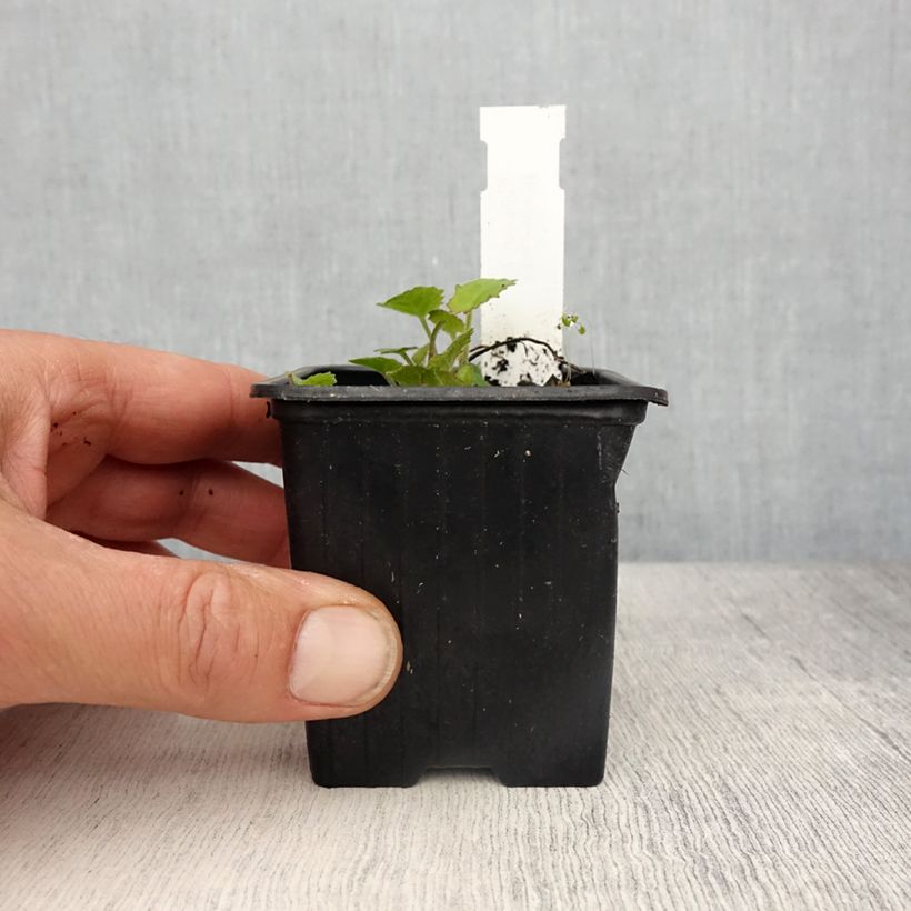 Campanula cochlearifolia Elizabeth Oliver 8/9 cm pot sample as delivered in spring