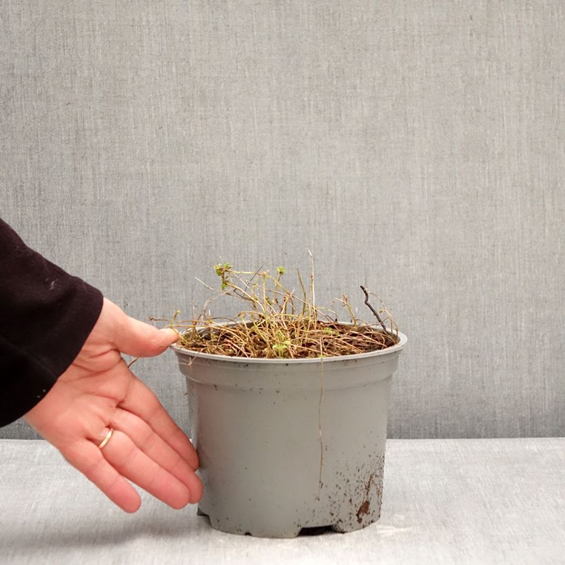 Campanula cochlearifolia Elizabeth Oliver 2L/3L pot sample as delivered in winter