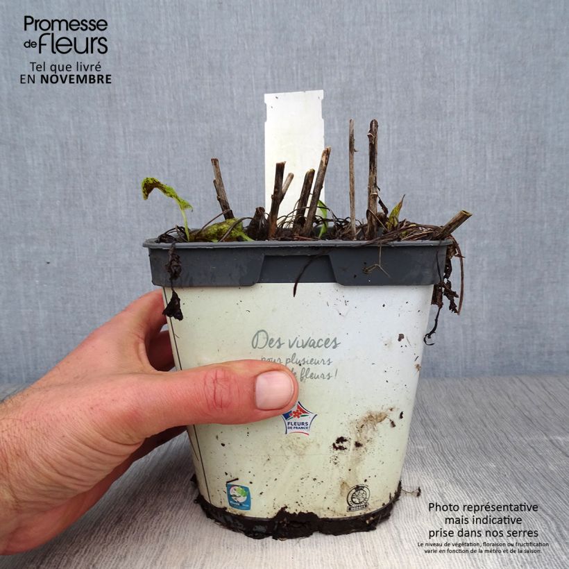 Campanula glomerata Alba 2L/3L pot sample as delivered in autumn