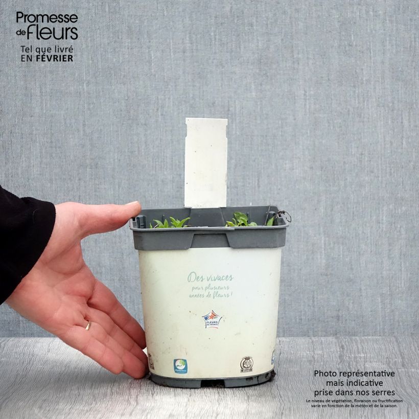 Campanula glomerata Alba 2L/3L pot sample as delivered in winter