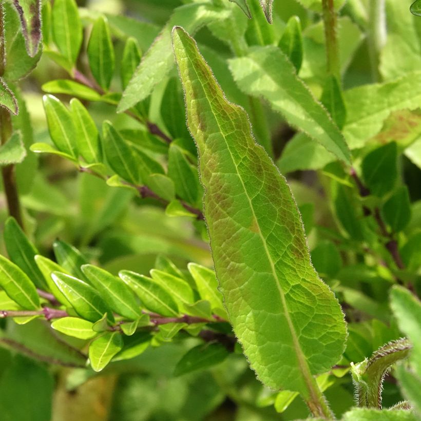 Campanula glomerata var. dahurica (Foliage)