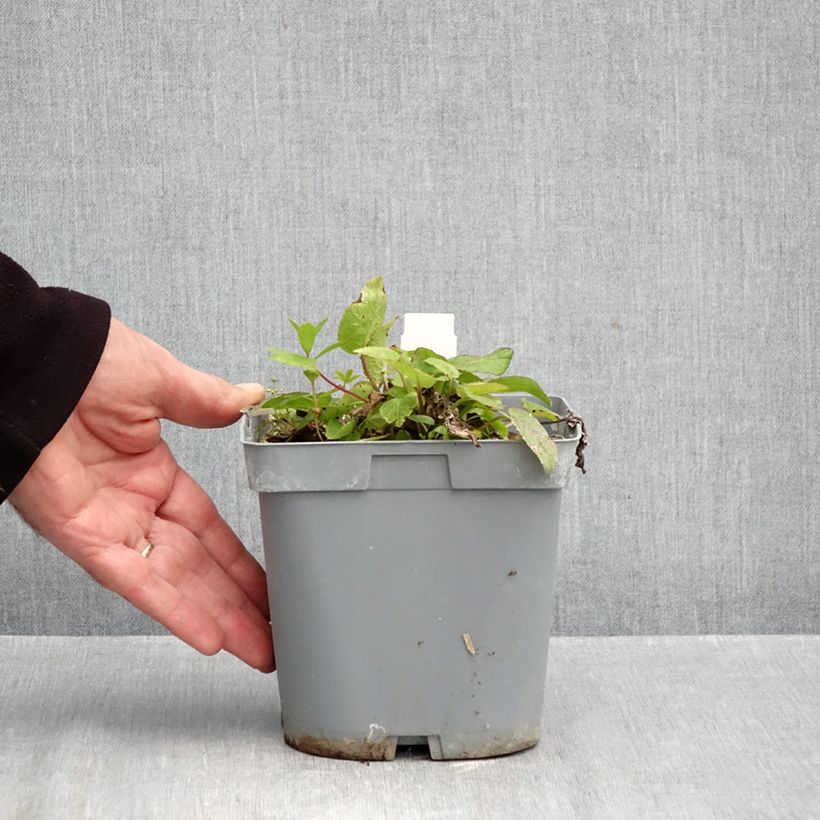 Campanula glomerata var. dahurica 2L/3L pot sample as delivered in autumn