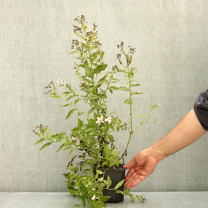 Campanule lactiflora Loddon Anna - Campanule laiteuse rose pâle Pot de 1,5L/2L sample as delivered in summer