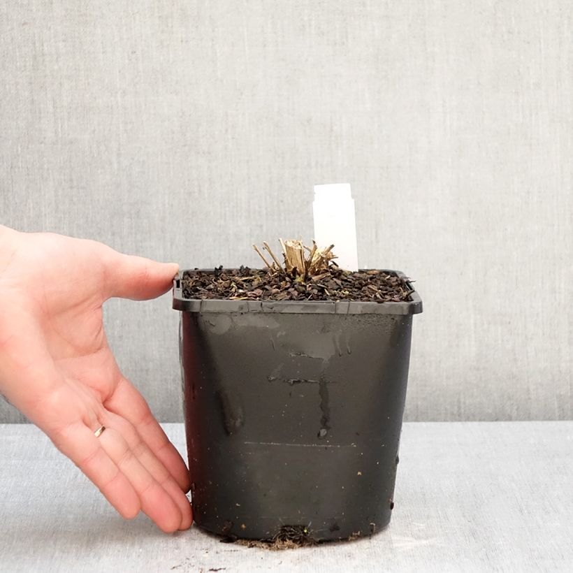 Campanula lactiflora Loddon Anna 1.5L/2L pot sample as delivered in winter