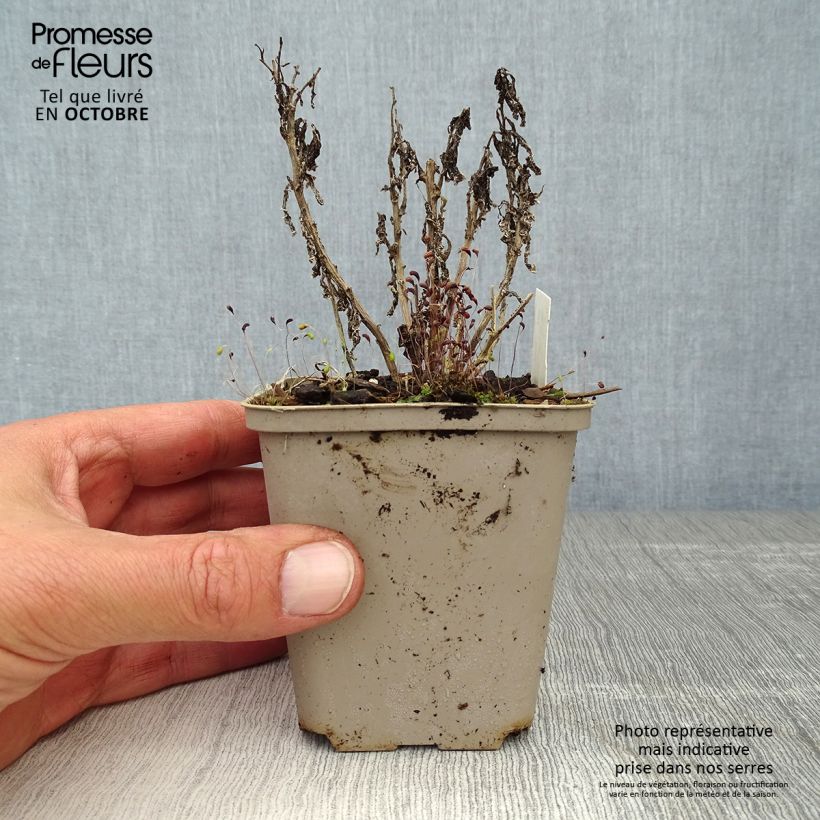 Campanula lactiflora Prichards variety 8/9 cm pot sample as delivered in autumn