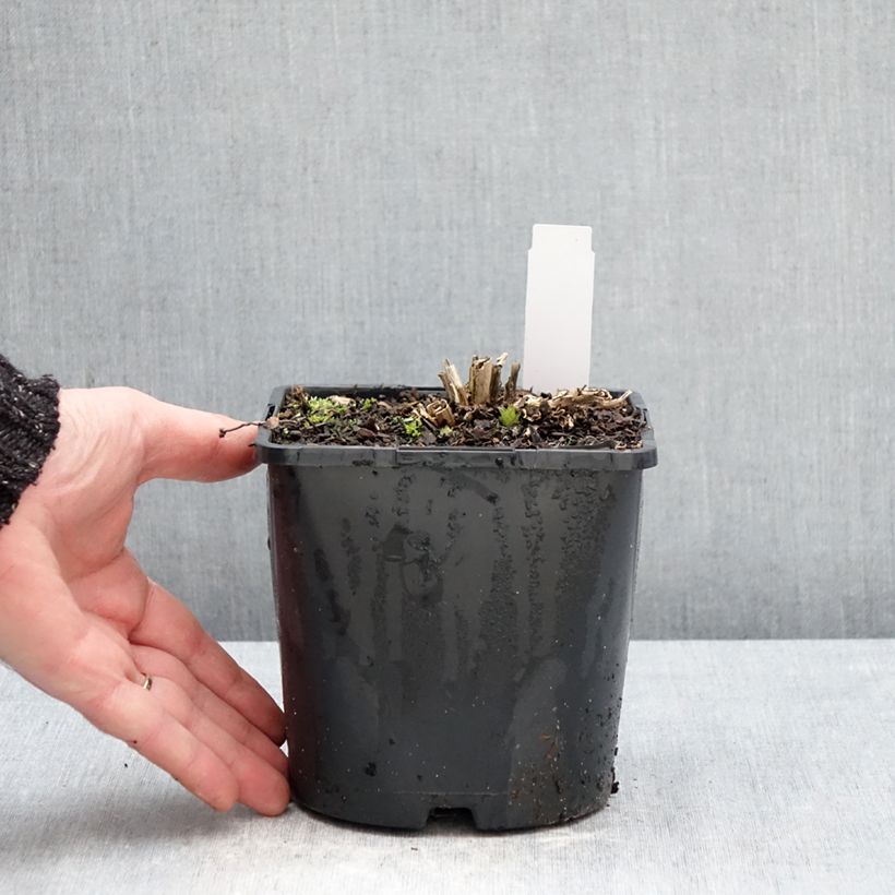 Campanula lactiflora Prichards variety 2L/3L pot sample as delivered in winter