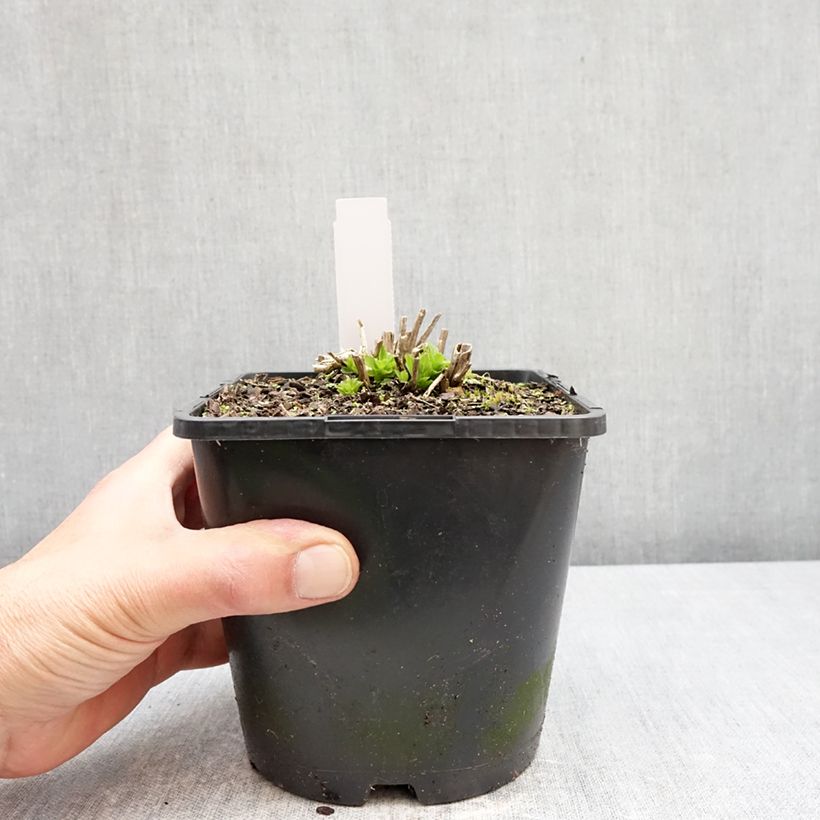 Campanula lactiflora Prichards variety 2L/3L pot sample as delivered in spring