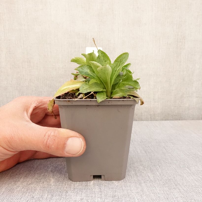 Campanula latifolia var. macrantha alba 8/9 cm pot sample as delivered in spring