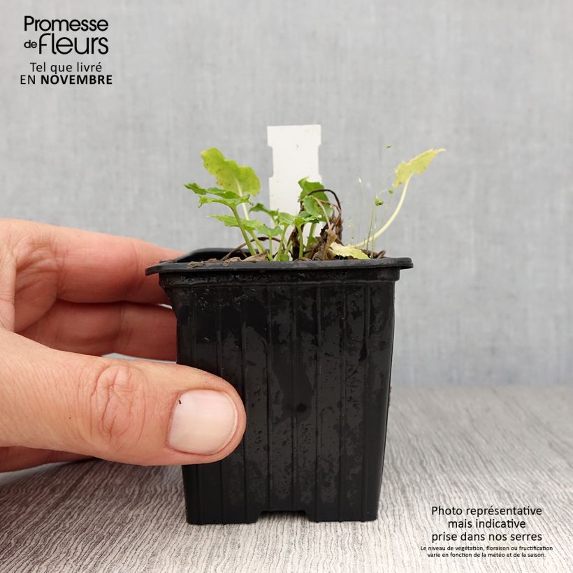 Campanula pyramidalis Alba 8/9 cm pot sample as delivered in autumn
