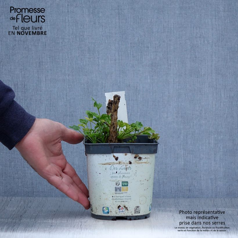 Campanula pyramidalis Alba 2L/3L pot sample as delivered in autumn