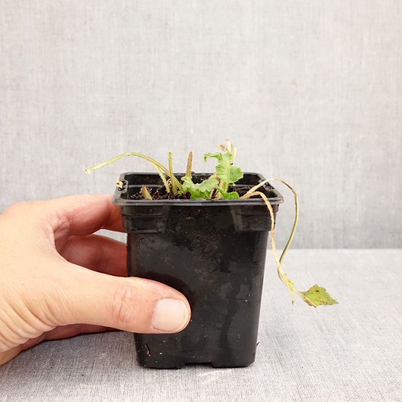 Campanula takesimana Elizabeth 7/8 cm pot sample as delivered in autumn