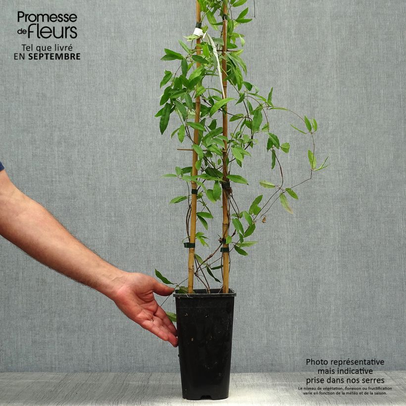 Campsis capreolata Atrosanguinea 2L/3L pot sample as delivered in autumn