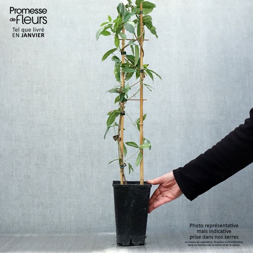 Campsis capreolata Atrosanguinea 2L/3L pot sample as delivered in winter