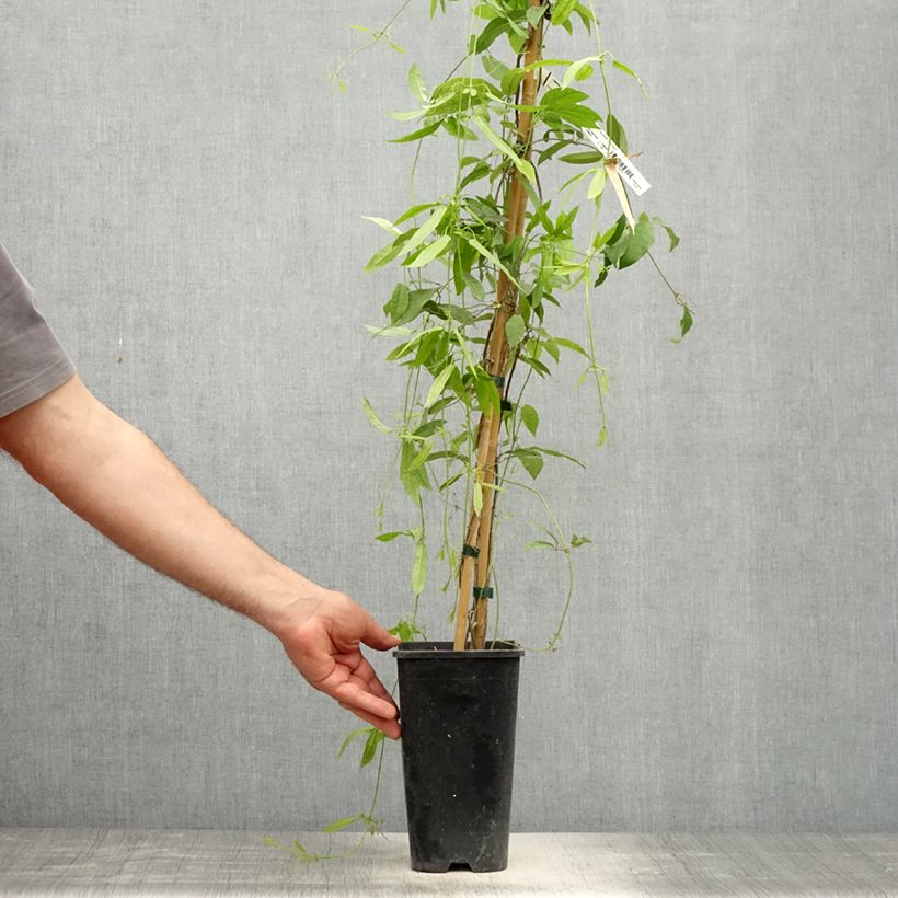 Campsis capreolata Atrosanguinea 2L/3L pot sample as delivered in spring