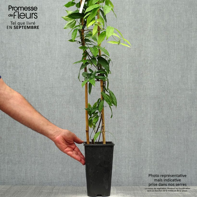 Campsis capreolata  2L/3L pot sample as delivered in autumn