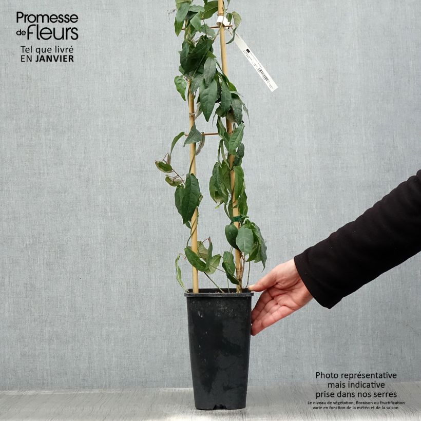 Campsis capreolata  2L/3L pot sample as delivered in winter