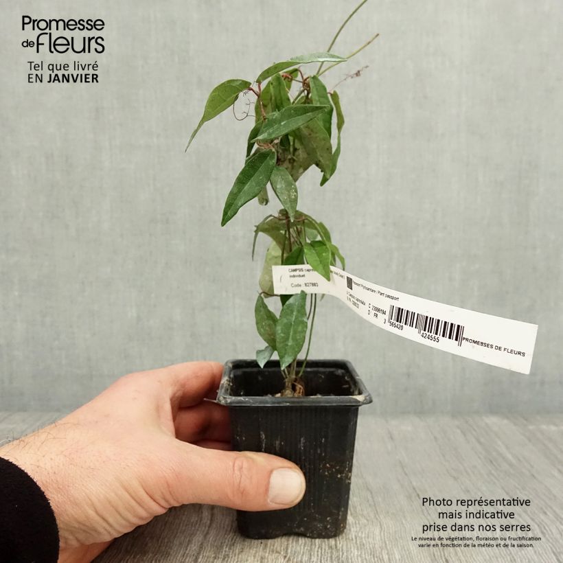 Campsis capreolata Tangerine Beauty 8/9 cm pot sample as delivered in winter