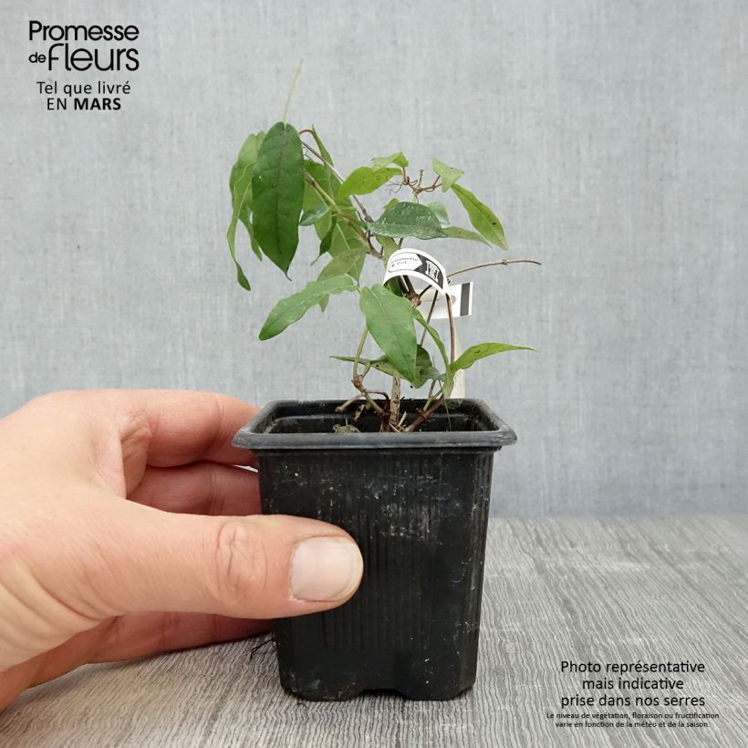 Campsis capreolata Tangerine Beauty 8/9 cm pot sample as delivered in spring