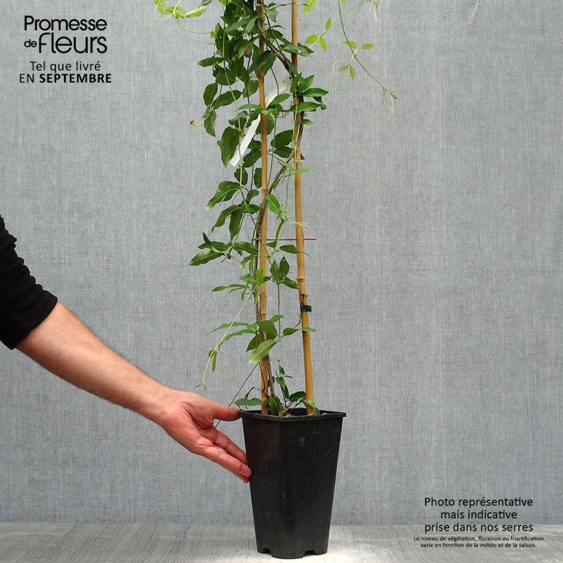 Campsis capreolata Tangerine Beauty 2L/3L pot sample as delivered in autumn
